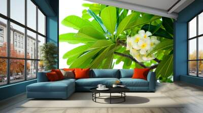 Exotic Tropical Flower White Resort, Travel Vacations Luxury Freshness Maldives Thailand, Indonesia Bora Bora Sri Lanka Bali Dominican Republic as background Jamaica Cuba Hawaii Egypt Wall mural