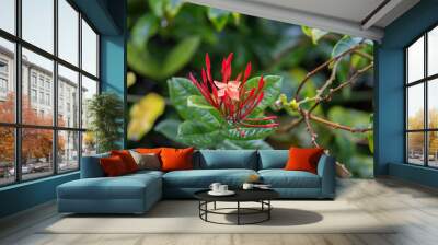 Exotic Tropical Flower White Resort, Travel Vacations Luxury Freshness Maldives Thailand, Indonesia Bora Bora Sri Lanka Bali Dominican Republic as background Jamaica Cuba Hawaii Egypt Wall mural