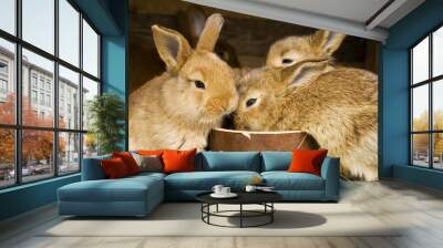 small rabbits - feeding time Wall mural