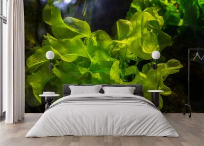 aquarium plant aponogeton close up Wall mural