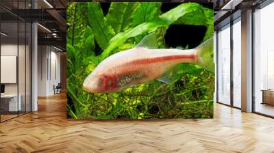 Astyanax fasciatus mexicanus - blind cave mexican tetra Wall mural