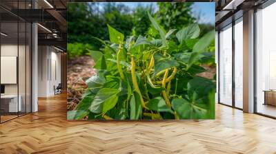 bean plant close up in the garden Wall mural