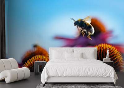 bumblebees and Echinacea flowers close up Wall mural