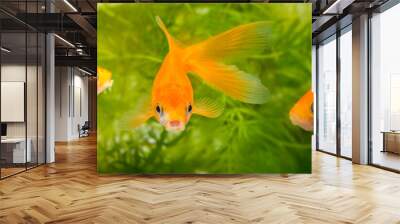 Carassius auratus auratus  - gold fish -  aquarium fish Wall mural