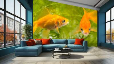 Carassius auratus auratus  - gold fish -  aquarium fish Wall mural