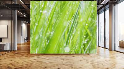 grass with dew drops - a beautiful bokeh background Wall mural