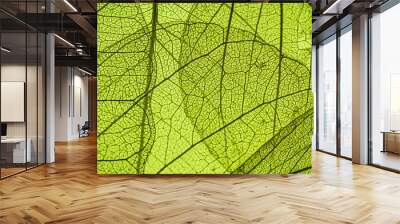 green leaf texture - in detail Wall mural