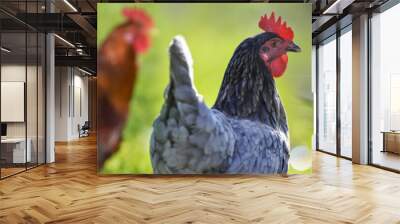 hen and rooster in the garden on a farm - free breeding Wall mural