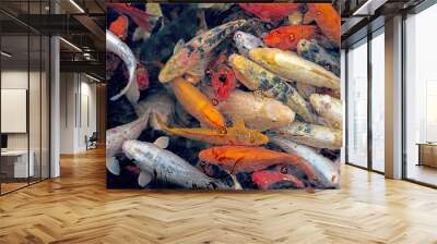 koi carps close up Wall mural