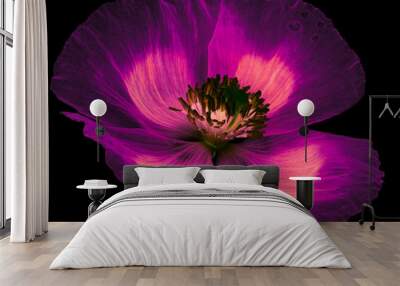 magic flower poppy on black background Wall mural