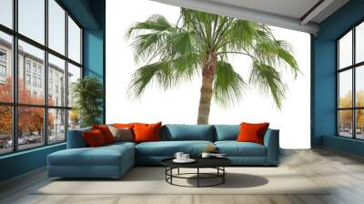 palm tree Wall mural