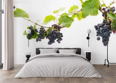 red grapes on a branch with leaves isolated on a white background Wall mural