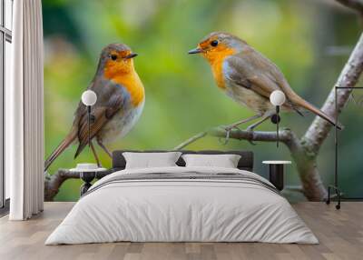 Red Robin (Erithacus rubecula) birds close up in a forest Wall mural