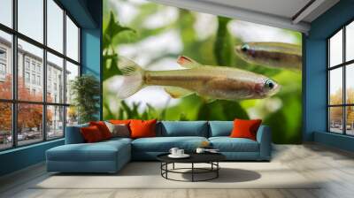 Tanichthys albonubes aquarium fish Wall mural