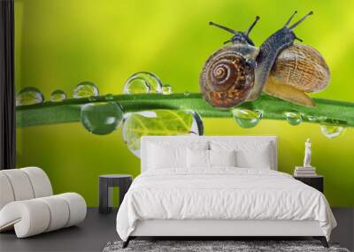 two snails on dewy grass Wall mural