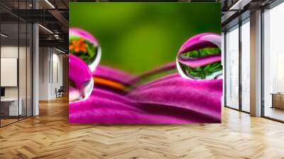 water drops on a flower - macro photo Wall mural