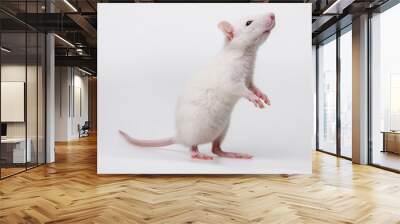 white rat Wall mural