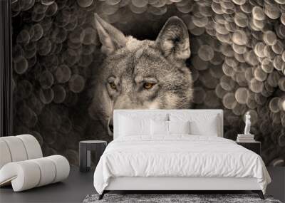 wolf portrait on a bokeh background Wall mural