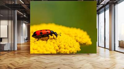 Red beautiful beetle on a yellow flower. The common red soldier beetle Rhagonycha fulva, also misleadingly known as the bloodsucker beetle, is a species of soldier beetle Cantharidae. Wall mural