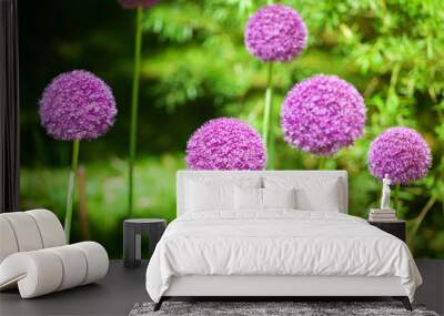 Allium cristophii or giganteum, ornamental garden plant, big round violet flowers blossom on green blurred background close up, dandelion balls in bloom, decorative persian onion, purple chives flower Wall mural