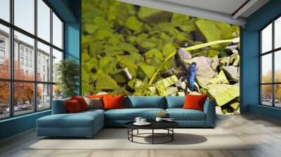 The dragonfly sits on the rocks by the river. Beautiful nature scene with dragonfly outdoors, wildlife. Wall mural