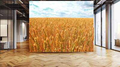 Wheat field on a background of white clouds and a blue sky Wall mural