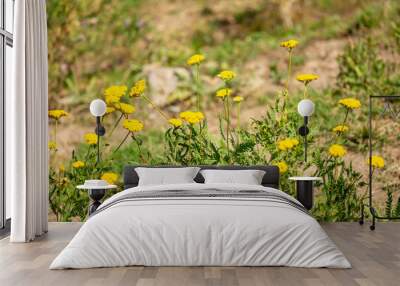 Yarrow medicinal plant. Yellow yarrow in bloom. Yarrow flowers, bush close-up. Wall mural