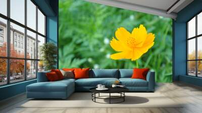 a yellow cosmos flower Wall mural