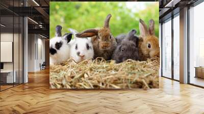 five small adorable rabbits, baby fluffy rabbits sitting on dry straw,green nature background.bunny  Wall mural