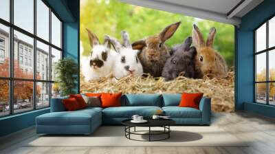 Five small adorable rabbits, baby fluffy rabbits sitting on dry straw,green nature background.bunny pet animal farm concept Wall mural