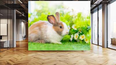 young white brown rabbit sitting in nature, adorable fluffy bunny,concept of pet rabbit,raising rabbits,rabbit easter Wall mural