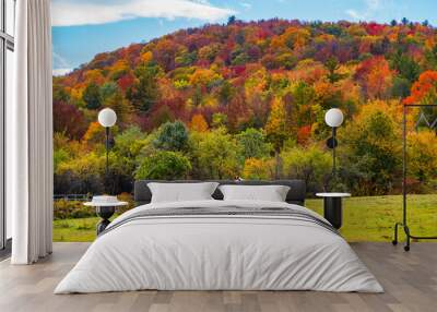 brown and white horse grazing in field with hillside in bright fall foliage colors 
 Wall mural