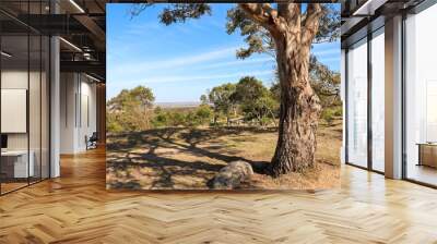 eucalyptus tree in australian rural landscape Wall mural