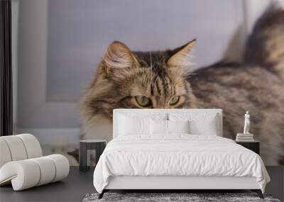 Beautiful color cat lying on a white windowsill at home and looks into the distance with green eyes Wall mural