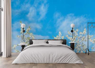 Blossom cherry branches on the blue sky with clouds background Wall mural