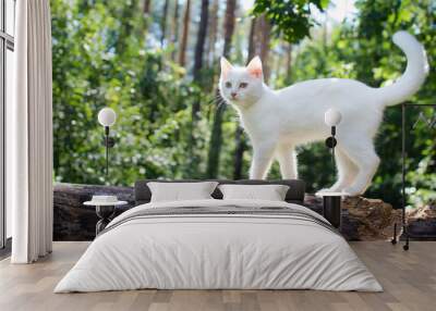 White cat for a walk in a beautiful summer forest. Wall mural