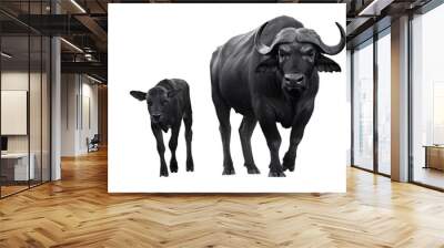 Wild buffalo and wild buffalo calf isolated on background Wall mural