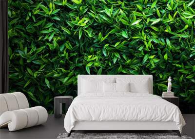 A lush green hedge, a natural wall of vibrant foliage. Wall mural