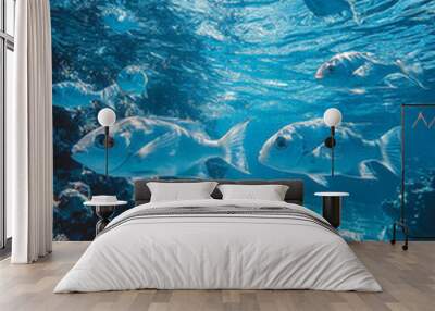 Sunlight streams through the clear blue water, illuminating a school of fish swimming over the sandy ocean floor. Wall mural