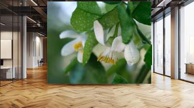 Pomelo flowers is blooming in organic garden. Wall mural