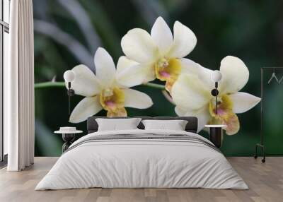 White Dendrobium orchid blooming  in a tropical garden. Wall mural