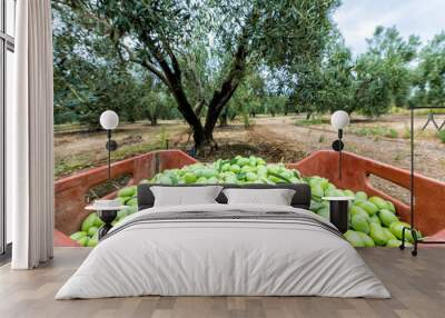 Olives harvesting in a field in Chalkidiki,  Greece Wall mural