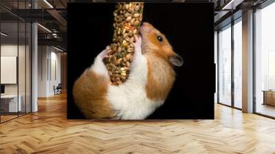 Happy hamster hanging on a treat bar Wall mural