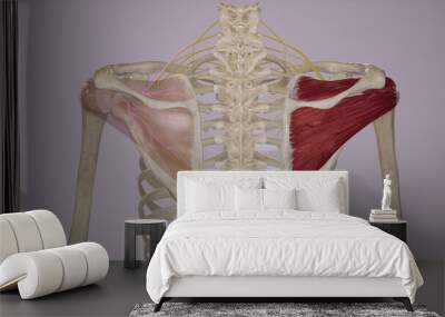 Nerve Supply of Supraspinatus and Infraspinatus Wall mural