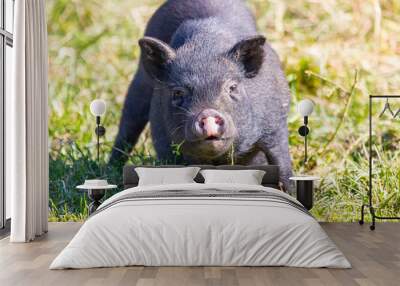 cheerful black pig walking in the meadow Wall mural