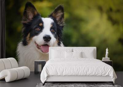 Border collie and Australian shepherd dog breed Wall mural