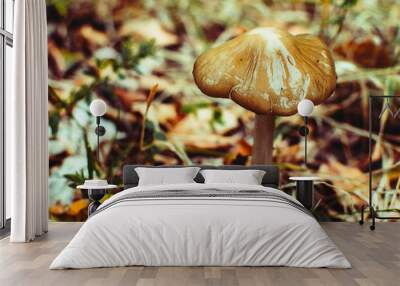 Close up photo of wild mushroom in the forest  Wall mural