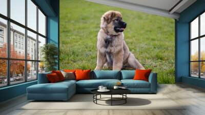 Karst Shepherd puppy sitting Wall mural