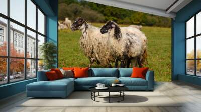 Sheep on pasture on Planina plain Wall mural