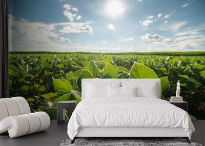 Soybean field ripening at spring season, agricultural landscape Wall mural